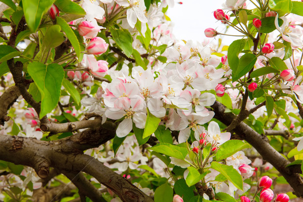 Blanche rose printemps floraison pomme flou Photo stock © iriana88w
