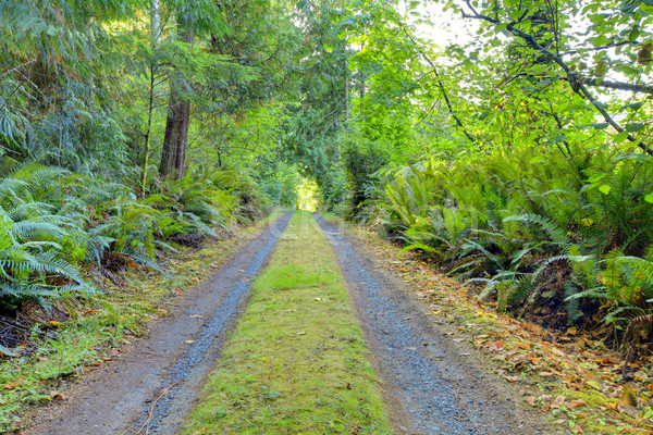 Small private country road inside of Northwest American forest. Stock photo © iriana88w