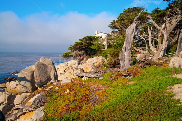 Groot Californië USA strand boom landschap Stockfoto © iriana88w