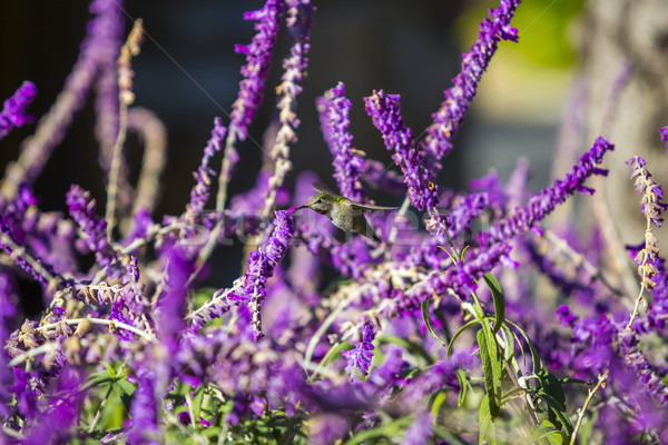 ハチドリ 緑 紫色 花 森林 背景 ストックフォト © iriana88w
