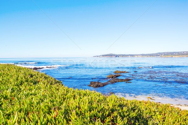 Strand Kalifornien Blüte andere natürlichen Vegetation Stock foto © iriana88w