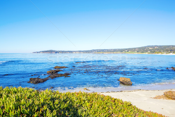 Strand Kalifornien Blüte andere natürlichen Vegetation Stock foto © iriana88w