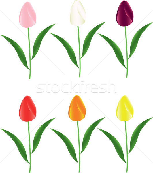tulips Stock photo © Irinavk