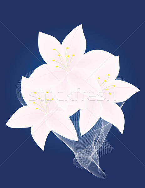  lilies Stock photo © Irinavk
