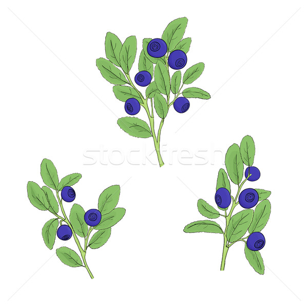 blueberry branch Stock photo © Irinka_Spirid