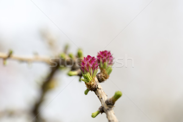 The beginning of spring.Blossom leaves and the trees come to life after winter Stock photo © ironstealth
