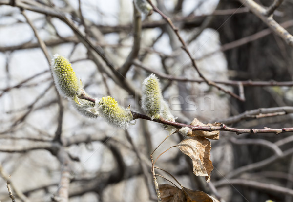 Spring background. Pussy-willow branches Stock photo © ironstealth