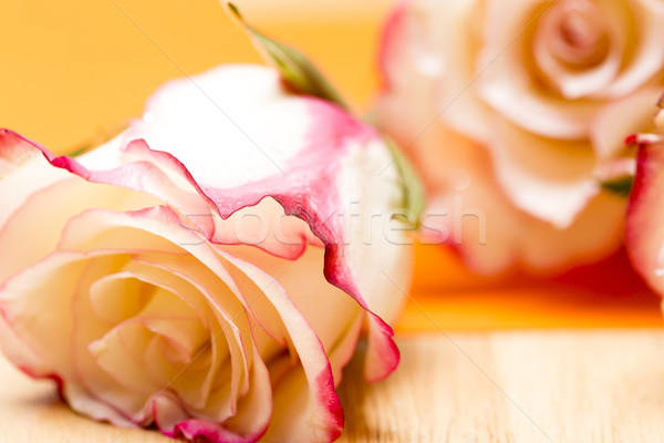 Fleur blanche rose belle bokeh fleur [[stock_photo]] © ironstealth