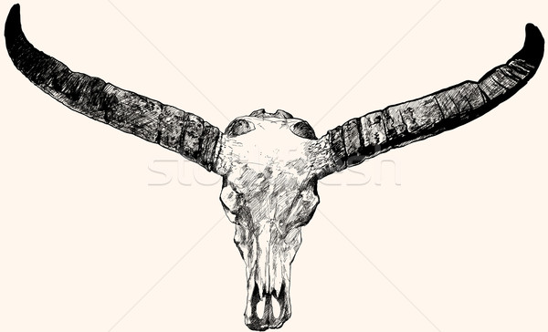 Boğa kafatası mürekkep kalem el çizim Stok fotoğraf © isaxar