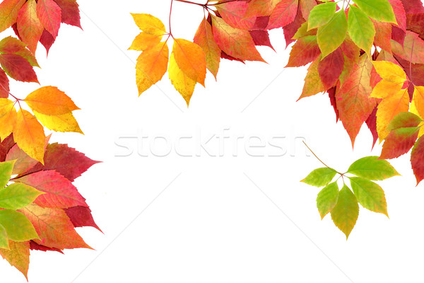 Sonbahar yaprakları ağaç turuncu yeşil kırmızı renk Stok fotoğraf © Iscatel