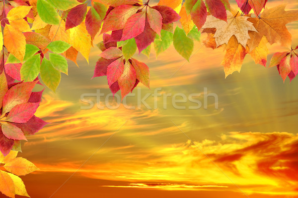 Tramonto cielo albero arancione verde Foto d'archivio © Iscatel