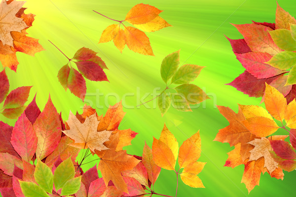 autumn leaves Stock photo © Iscatel