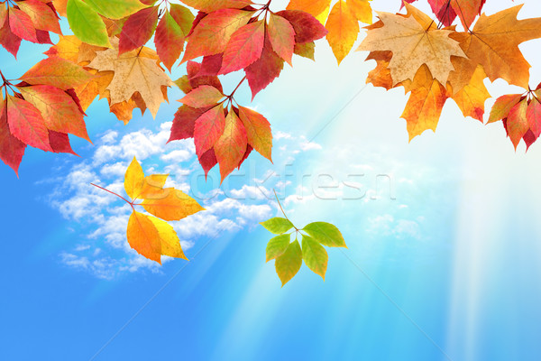 autumn leaves against the sky Stock photo © Iscatel