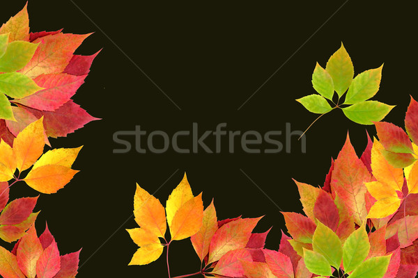őszi levelek fa narancs zöld piros szín Stock fotó © Iscatel