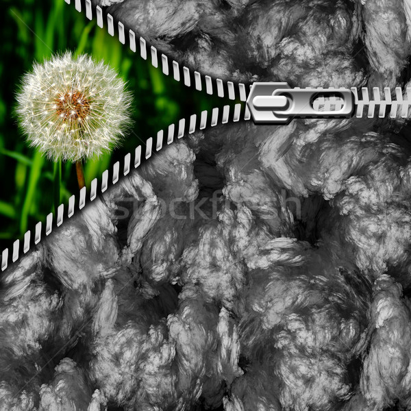 dandelion in the grass and zipper Stock photo © Iscatel