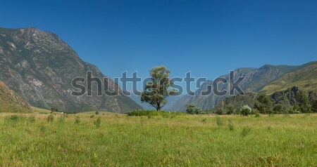 Lonely tree in mountains. Altai mountains. Russia Stock photo © ISerg