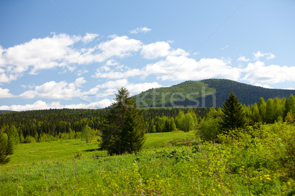 Summer landscape. Ural mountains. A green meadow Stock photo © ISerg