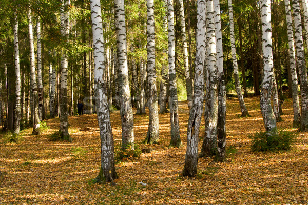 Autumn wood. The fallen down foliage. A landscape. Stock photo © ISerg