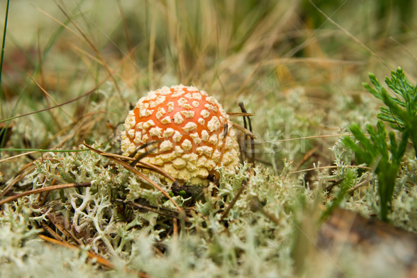 Mushrooms in a wood Stock photo © ISerg