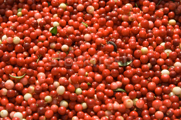 Textur Beeren rot Essen abstrakten Natur Stock foto © ISerg