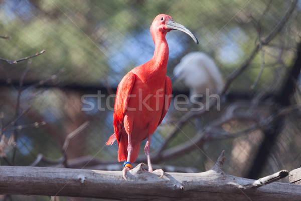 Eudocimus ruber. Scarlet ibis Stock photo © ISerg