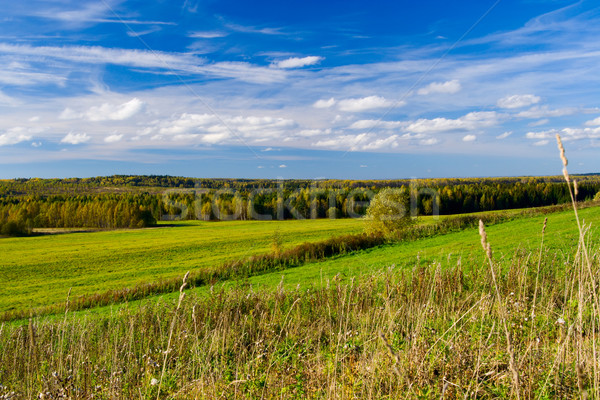 Beautiful summer landscape. The nature. Stock photo © ISerg