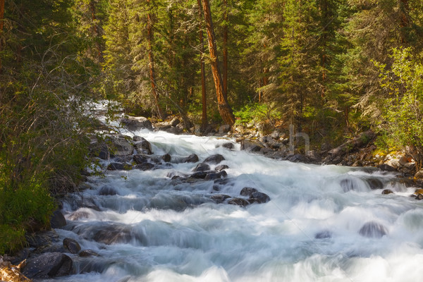 Munte râu rapid curent apă pădure Imagine de stoc © ISerg