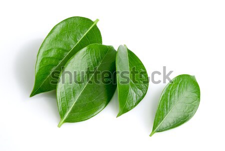 Groene geïsoleerd witte natuur blad achtergrond Stockfoto © italianestro