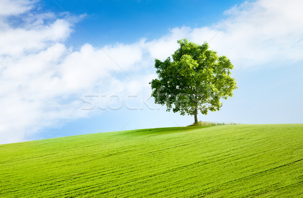 Albero bella panorama erboso Hill cielo blu Foto d'archivio © italianestro