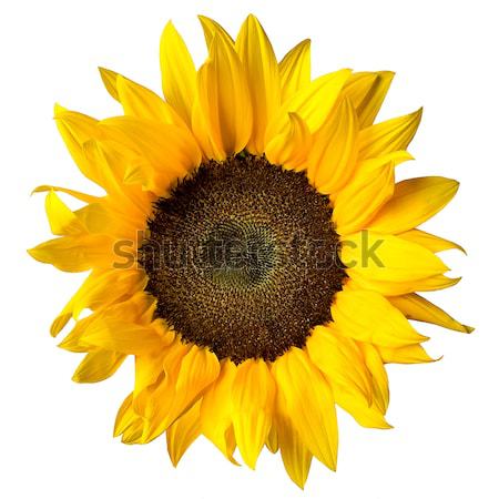 Sonnenblumen Vorderseite Ansicht isoliert weiß Blumen Stock foto © italianestro