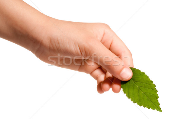 Mano foglia giovani foglia verde isolato Foto d'archivio © italianestro