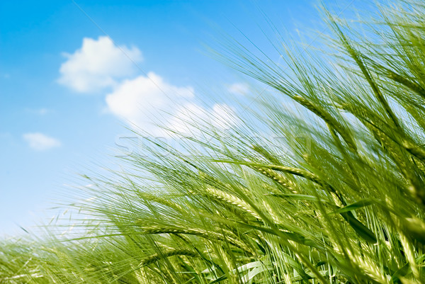 穀類 太陽 低 視圖 成長 上 商業照片 © italianestro