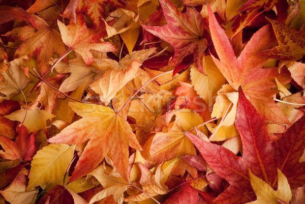 leafs in autumn Stock photo © italianestro