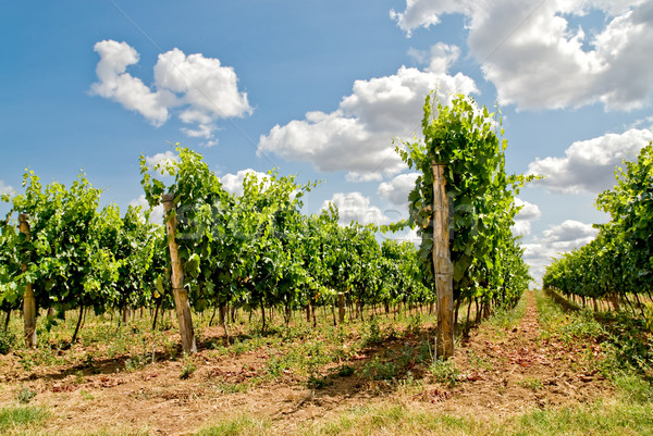 grapevine rows Stock photo © italianestro
