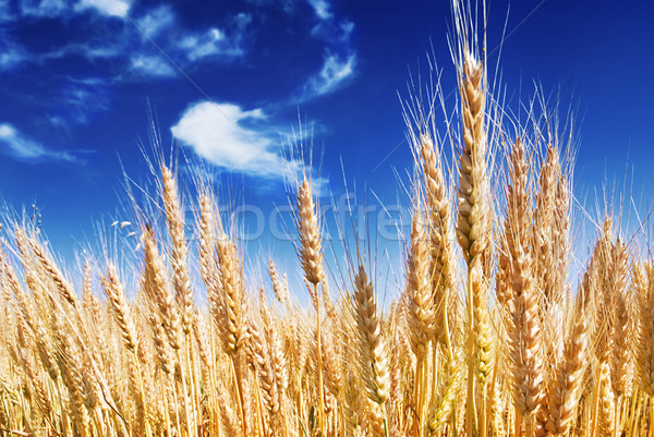 Rijp blauwe hemel hemel wolken zomer Stockfoto © italianestro