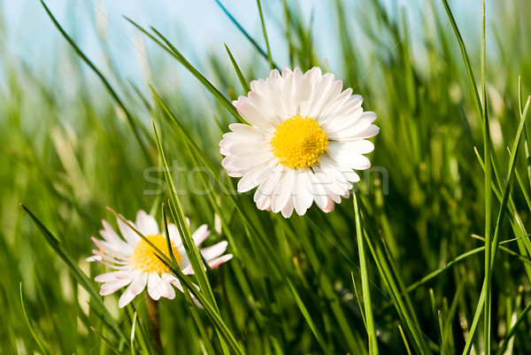 daisies in the grass Stock photo © italianestro