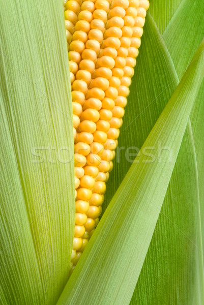 maize cob detail Stock photo © italianestro