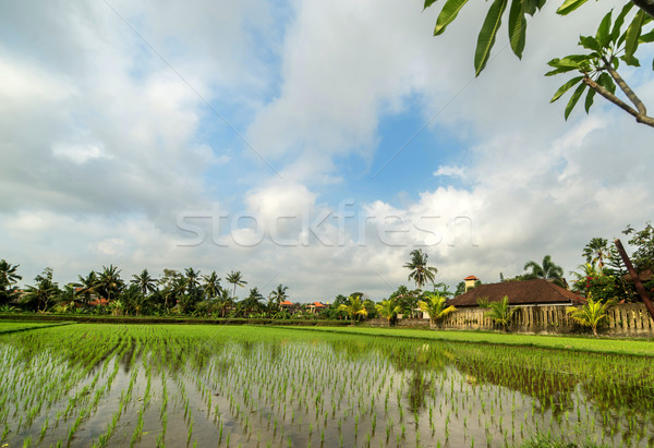 Rice field Stock photo © iunewind