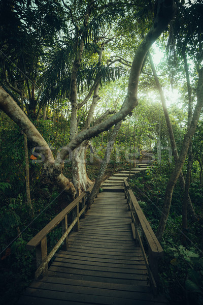 Erdő szubtrópusi út park Bali út Stock fotó © iunewind