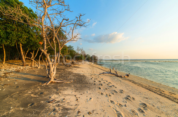 Wild beach Stock photo © iunewind