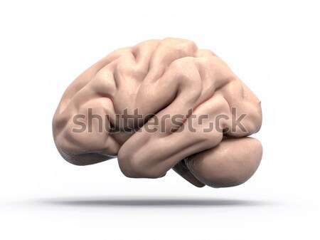 изолированный 3D мозг иллюстрация неврология интеллект Сток-фото © IvanC7