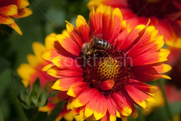 Bee желтый красный цветок расплывчатый Сток-фото © IvicaNS