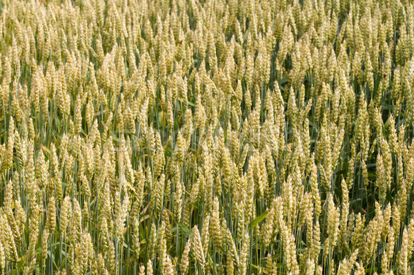 Trigo amarillo creciente granja campo naturaleza Foto stock © IvicaNS