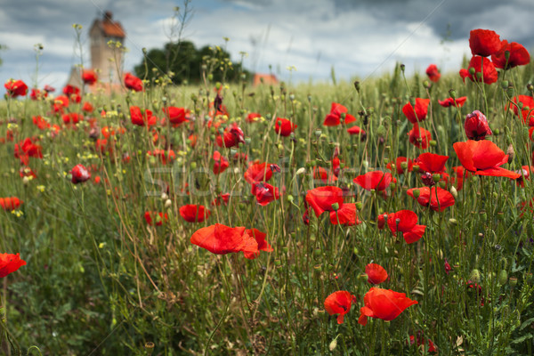 Czerwony maki zielone dziedzinie kwiat maku Zdjęcia stock © IvicaNS