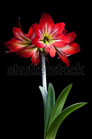 Foto stock: Vermelho · lírio · flor · isolado · preto · cor