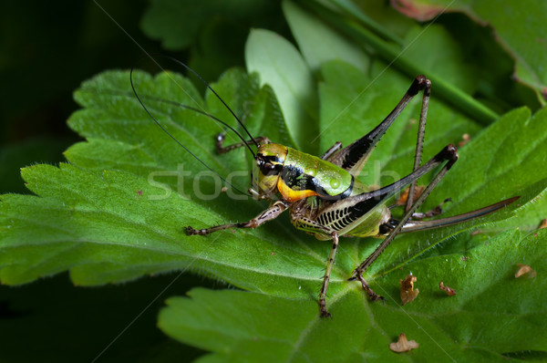 蚱蜢 花园 跳头脚 昆虫 商业照片 ivicans