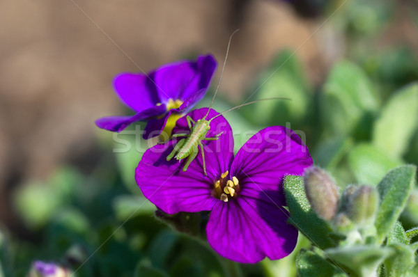 фиолетовый цветок макроса ярко цвета сидят Сток-фото © IvicaNS