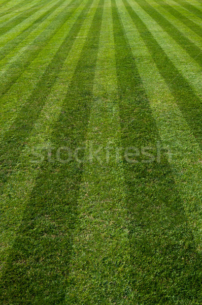 Futbol sahası yeşil doğal çim futbol doku Stok fotoğraf © IvicaNS