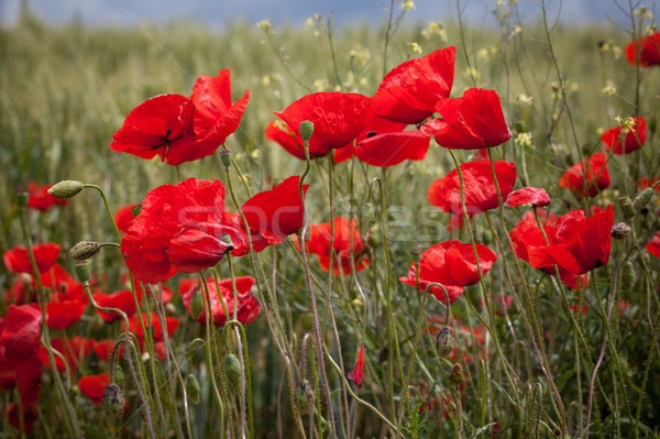 Piros pipacsok zöld mező virág pipacs Stock fotó © IvicaNS