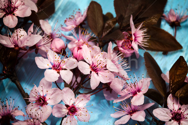 Printemps cerisiers en fleurs bleu rustique bois [[stock_photo]] © IvicaNS